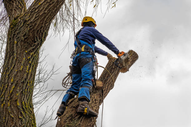 Best Tree Health Inspection  in Houston, AK